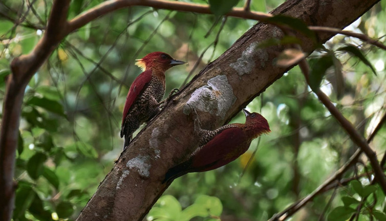 Ağaçkakanlar hakkında 25 ilginç bilgi