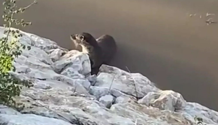 Van’da görülen su samuru yetkilileri harekâta geçirdi