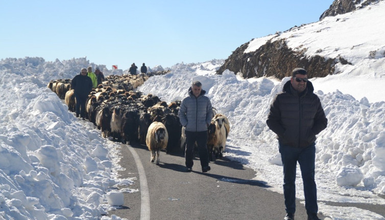 Muş'ta 2 bin koyun mahsur kaldı