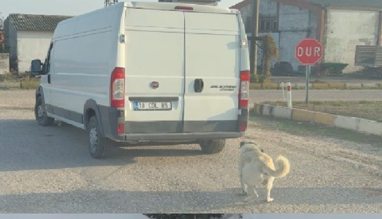 Kamyonetin arkasına bağlayıp sürüklediler: İki farklı ceza kesildi