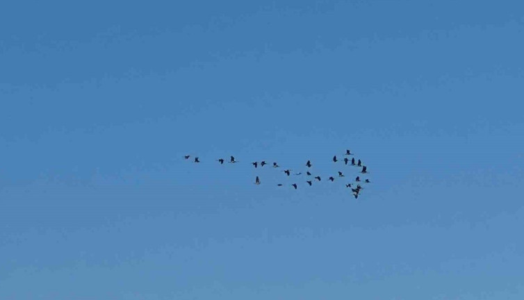 Adana’da leyleklerin göç mesaisi başladı