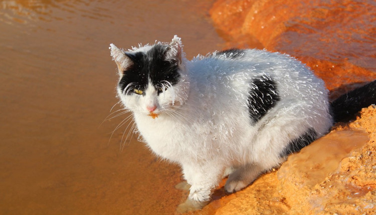 Buz tutan kedi suda ısındı