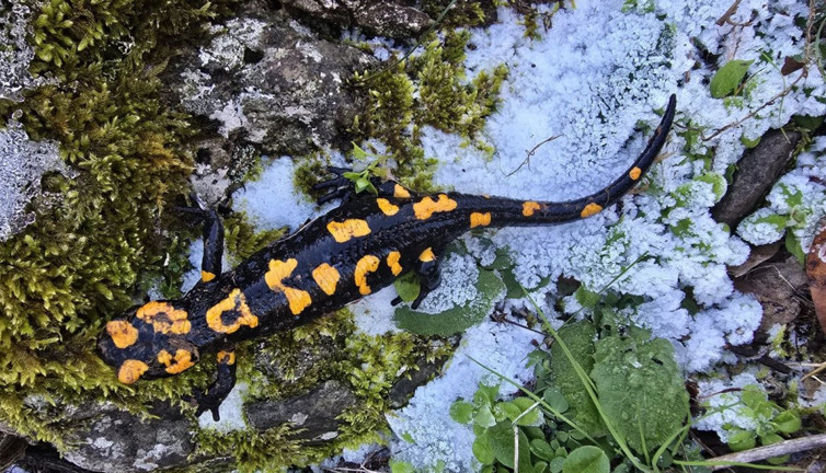 Nesli tükenmekte olan 'Türk semenderi' Gaziantep'de görüldü