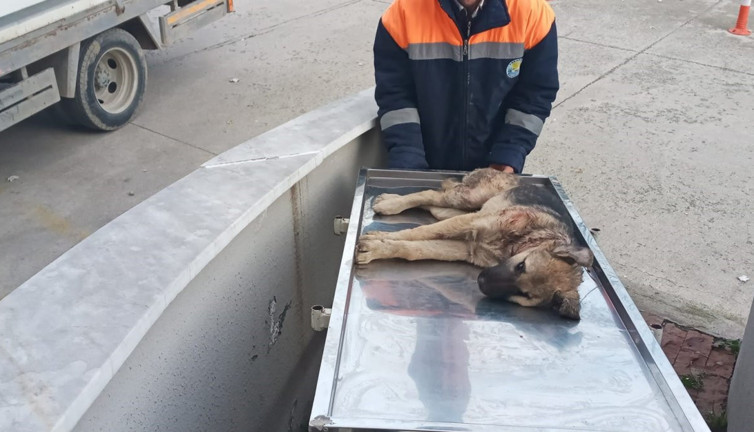 Köpeğe çarpıp kaçtı belediye çalışanları imdadına yetişti