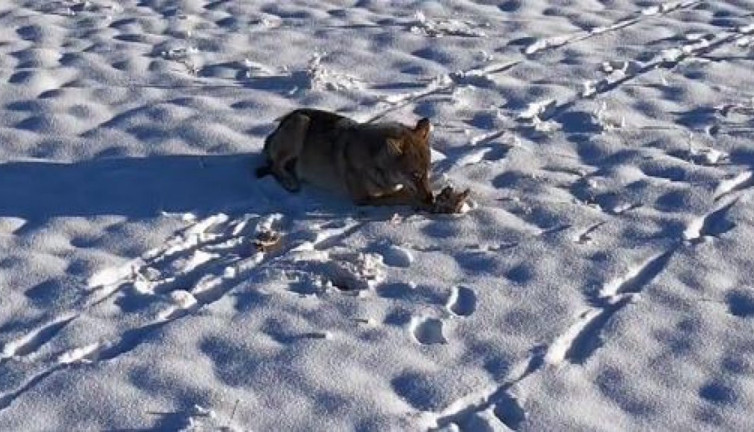 Vahşi kurtları tavukla besledi
