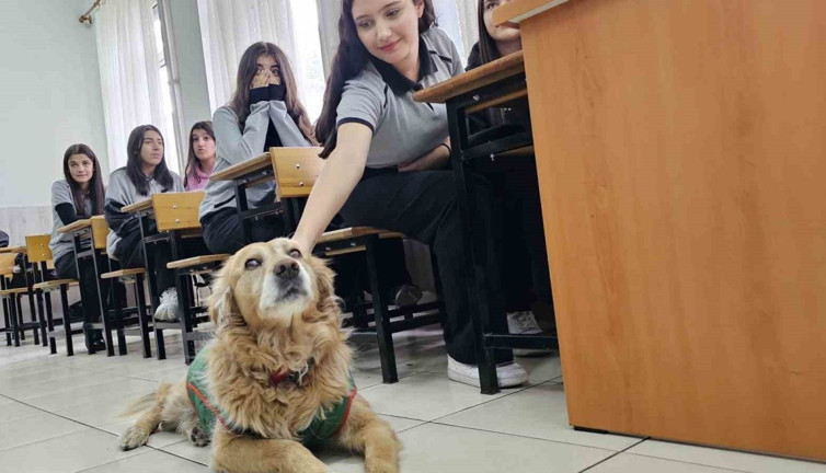 Sokak köpeği Fındık okulun maskotu oldu: Derslere giriyor, müdür yardımcısının odasında istirahat ediyor