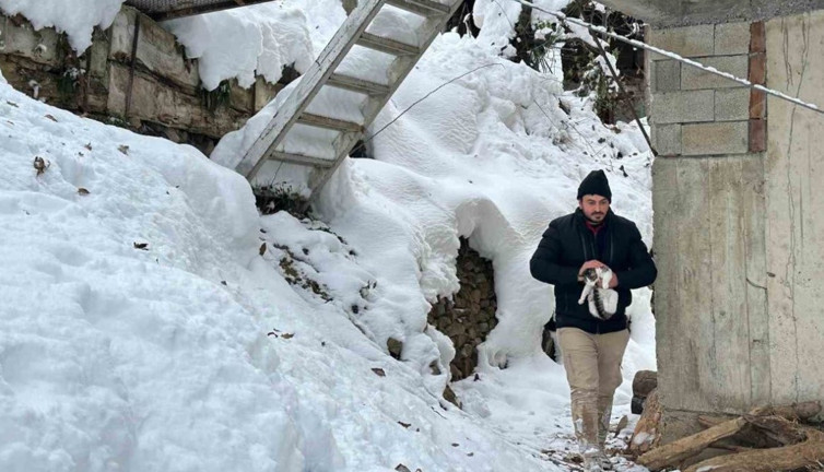Yusufeli'nde kar altında mahsur kalan kediler için seferber oldular