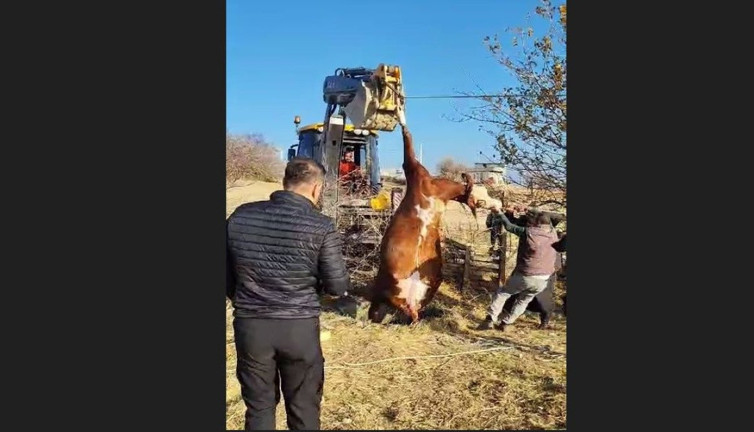 Kuyuya düşen inek için zamanla yarış