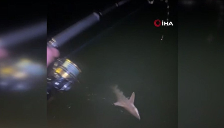 Antalya'da büyük tehlike. Kıyıya kadar geldiler görenler inanamadı