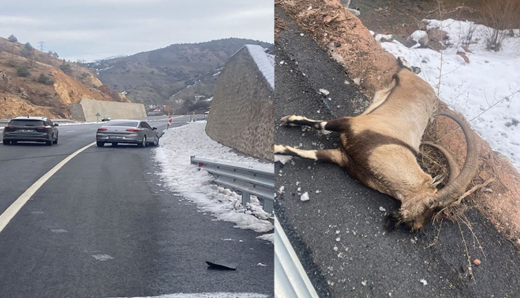 Gümüşhane'de koruma altındaki yaban keçisine otomobil çarptı: Telef oldu
