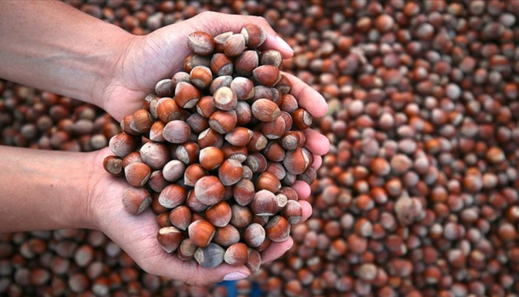 Fındık ihracatı geliri 2,3 milyar doları aştı