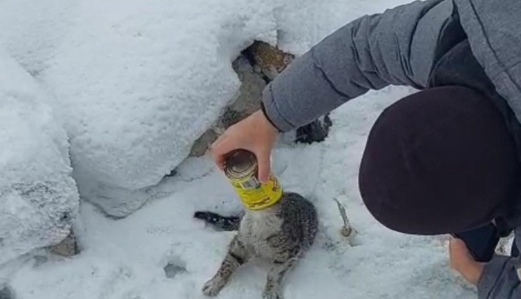 Konserve kutusuna sıkışan kediye yardım eli