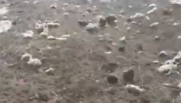 Kars Arpaçay’da aç kalan kurtlar koyunları telef etti