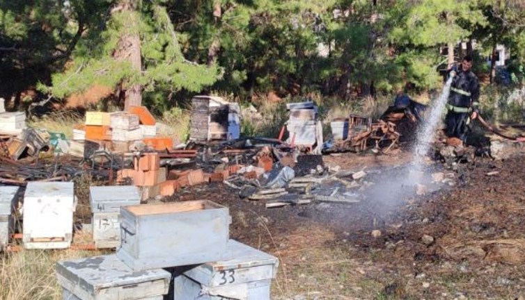 15 kovandaki arılar telef oldu