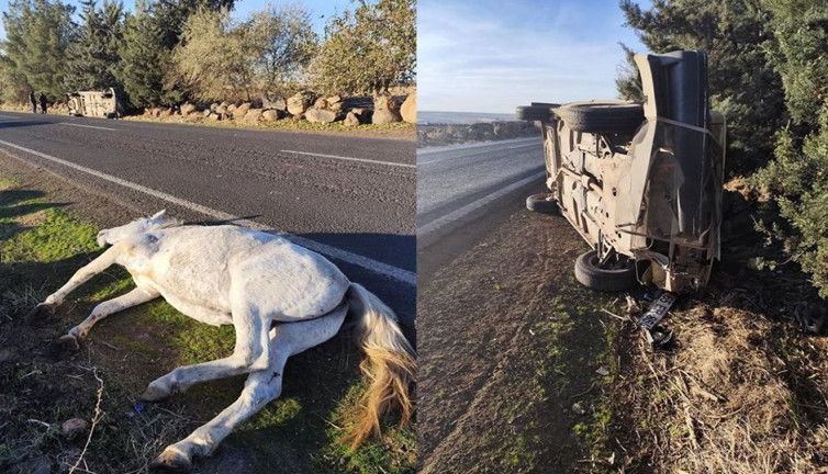 Siverek'te otomobil atla çarpıştı