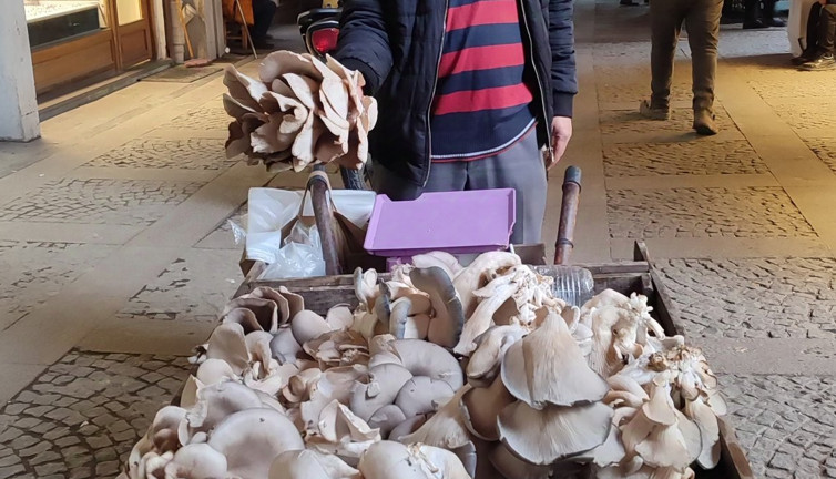 Kahramanmaraş'ta istiridye mantarı satarak geçiniyor