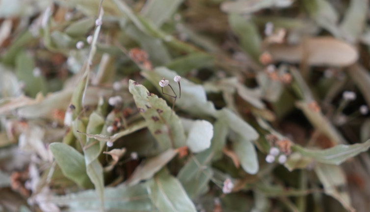 Vatandaş bu sene gramla alıyor. Geçen yıl kilosu 600 liraydı