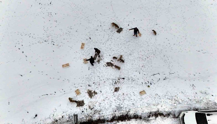 Suriye'den dönen balıklar yem oldu