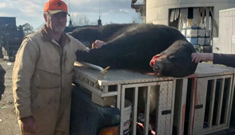 ABD'de avcı ağaçtaki vurulan ayının üzerine düşmesi sonucu öldü