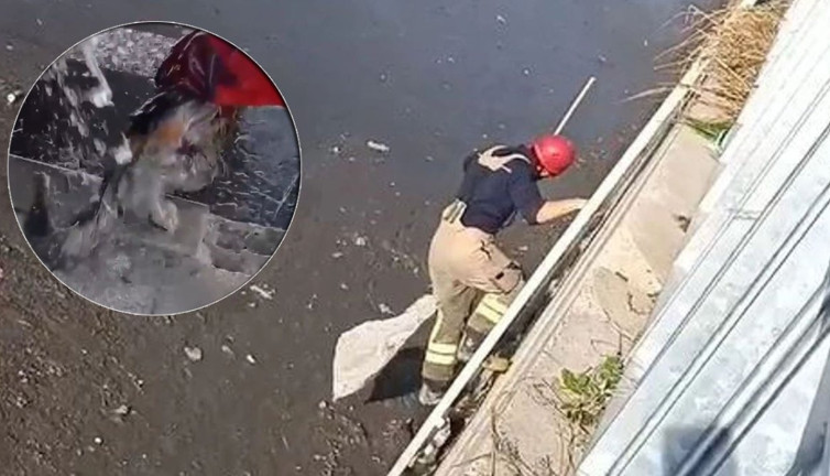 Ayamama Deresi'ne düşüp çamura saplanan kedinin imdadına itfaiye koştu