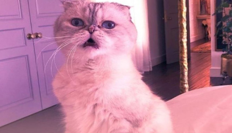 Taylor Swift’in kedisi servetiyle Hollywood Tom Holland yıldızına fark attı