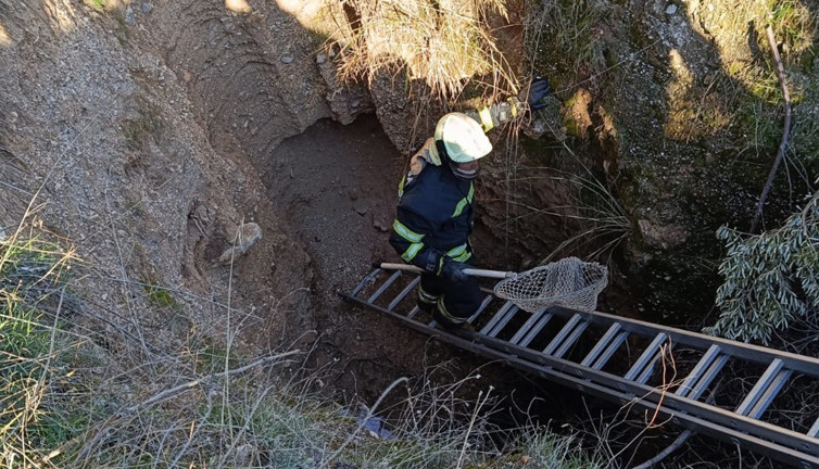 Manisa’da oklu kirpi operasyonu