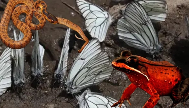 Peru'da 27 yeni hayvan türü keşfedildi