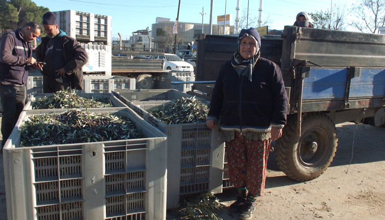 Zeytinci iktidardan destek bekliyor: Çok zor durumdayız