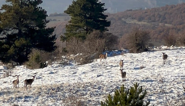Bolu’da Karaca sürüsü böyle görüntülendi