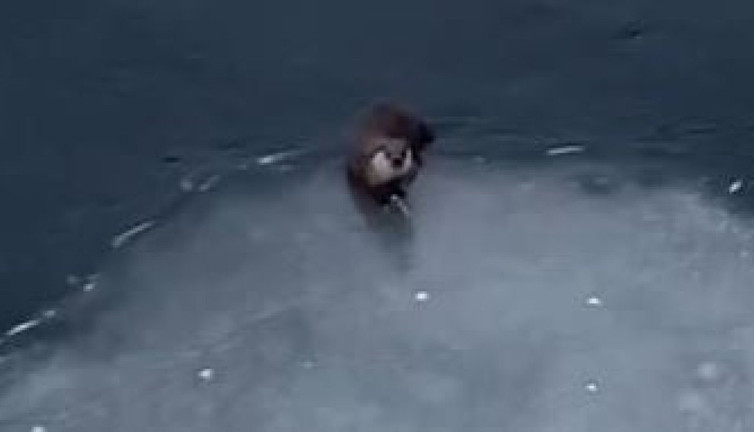 Su samurunun balık keyfi