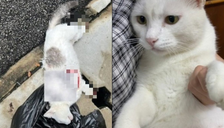 Üniversite kampüsündeki kedi ölümleri hakkında soruşturma başlatıldı