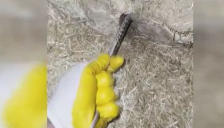 Yumurta çalan yılana akılalmaz ceza. Yurdum insanı bunu da yaptı