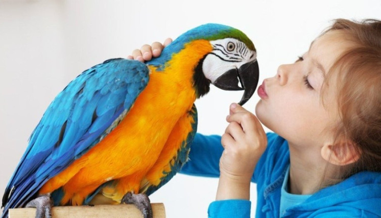 Kuşların gizemli duyguları... Bİlim ne diyor? İşte uzman bakışları...