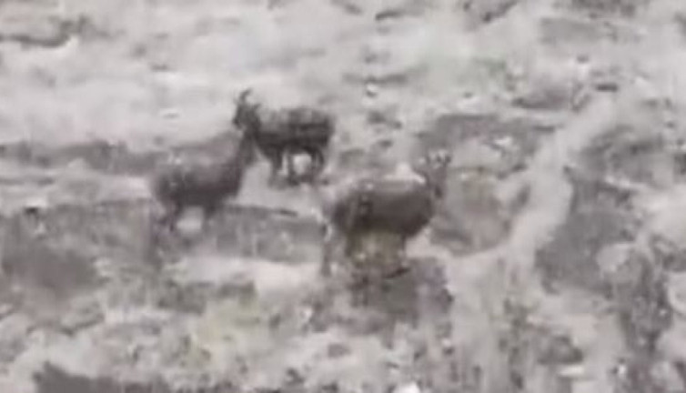 Dağ keçileri aç kaldı