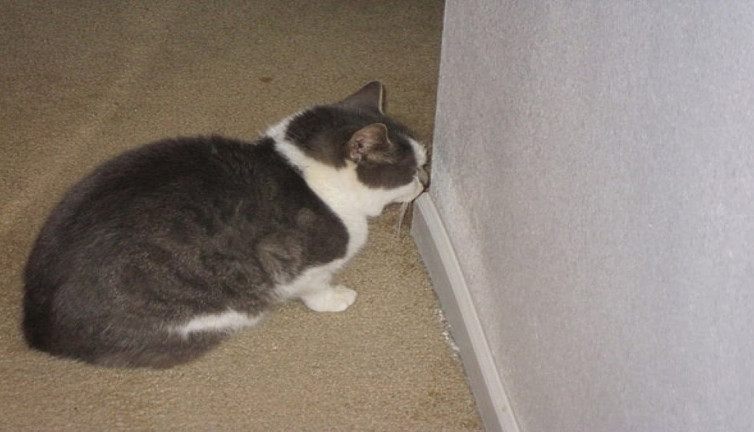 Kedilerin gizemli davranışı: Boş duvara bakmak ne anlama geliyor?