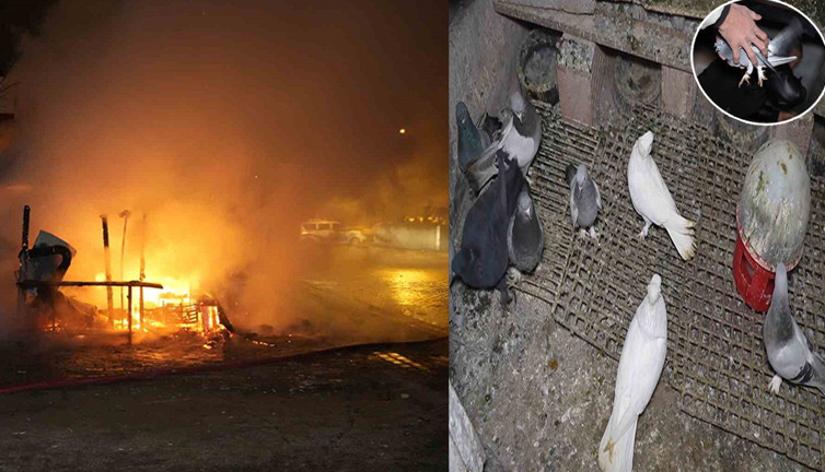 Alevlerin arasına daldılar güvercinleri kurtardılar