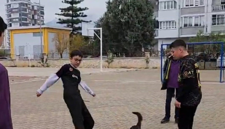 Köpeğin futbol maçı izleyenleri gülümsetti