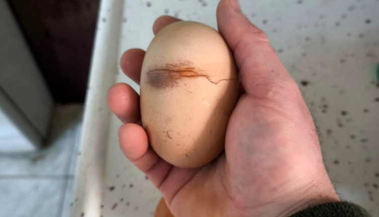 Yumurtadan yumurta çıktı