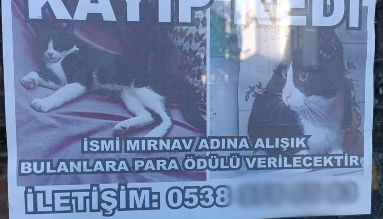 Mırnav’ı bulana 3 bin TL ödül