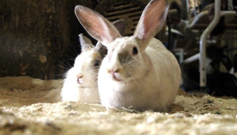 Tavşan ateşi vakalarında şok artış! Bilimsel araştırmalar ve korunma yöntemleri