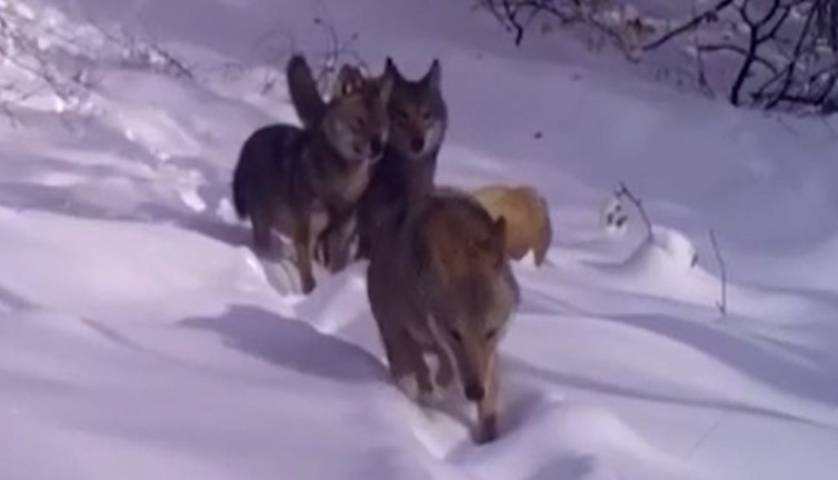 Kurtlar fotokapana yakalandı