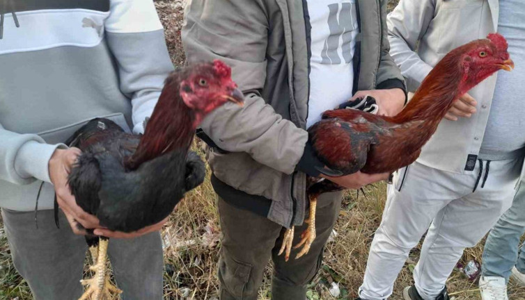 Horoz dövüştürenlere ceza yağdı: 14 kişi 41 bin TL ödeyecek