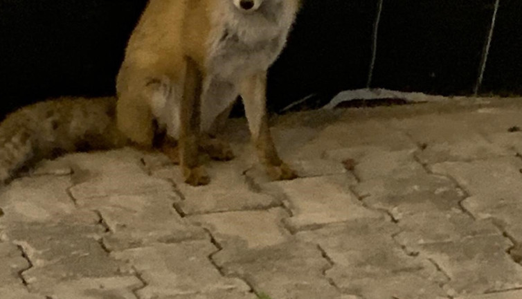 Elazığ’da aç kalan tilki ciğerle beslendi