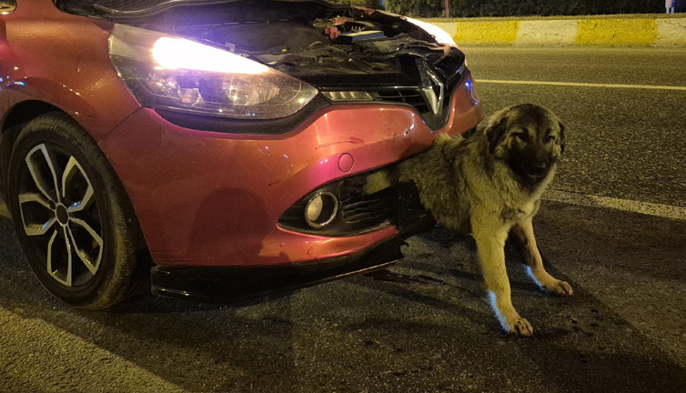 Köpek yarı beline kadar tampona gömüldü! Edirne İtfaiyesi seferber oldu