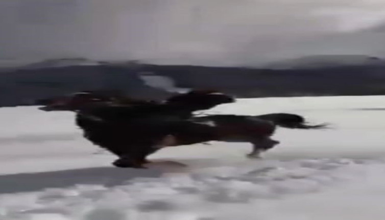 Atın üstündeki eğlence hüsranla bitti