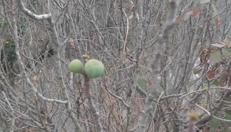 Mevsimler karıştı! Ağacın yaprakları döküldü ama meyvesini verdi
