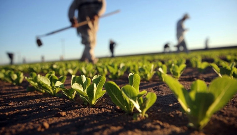 İklim değişikliği Türkiye'nin pamuk üretim haritasını değiştirebilir