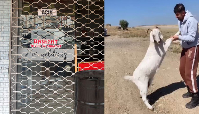 Barınaktan çalınan keçiler kasapta kesilmiş bulundu