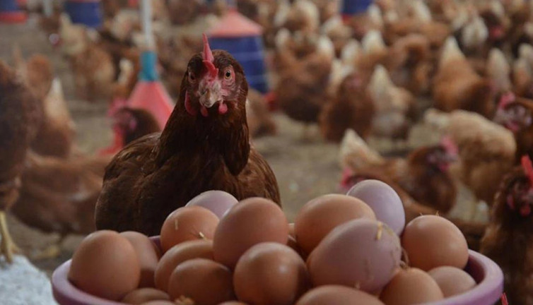 Et ve süt üretimi kasımda azaldı