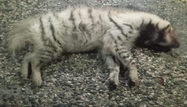 Nesli tükenmekte olan çizgili sırtlana araba çarptı